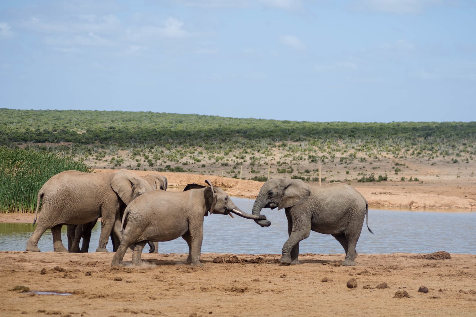 Three elephants.