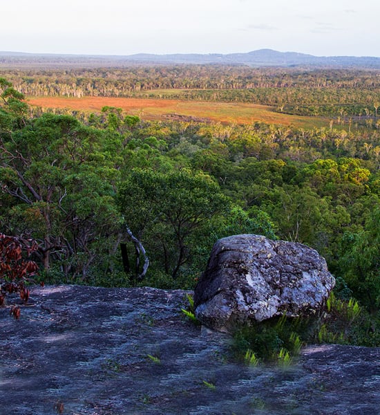 A forest landscape.