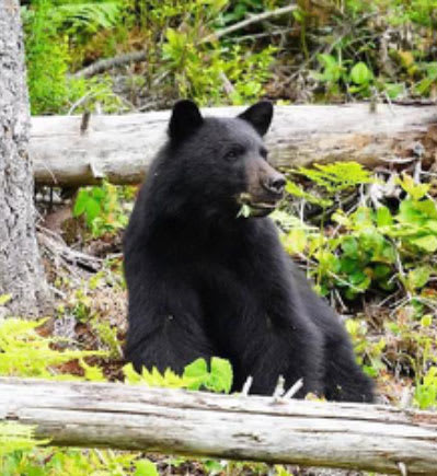 Bear in forest