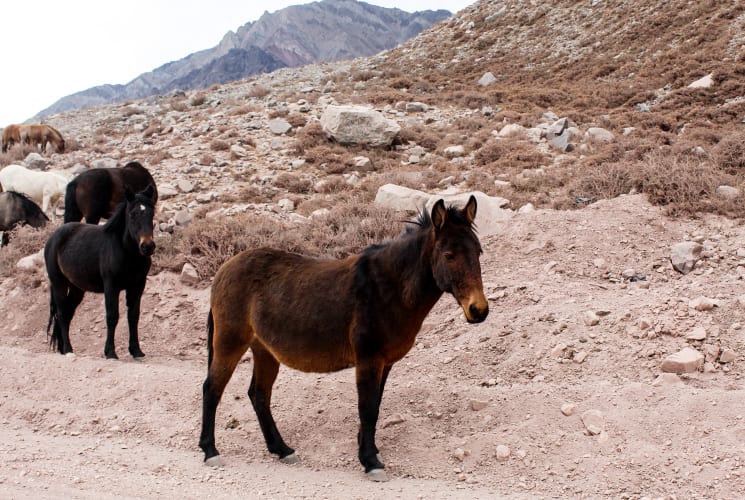 Donkeys on a trail.